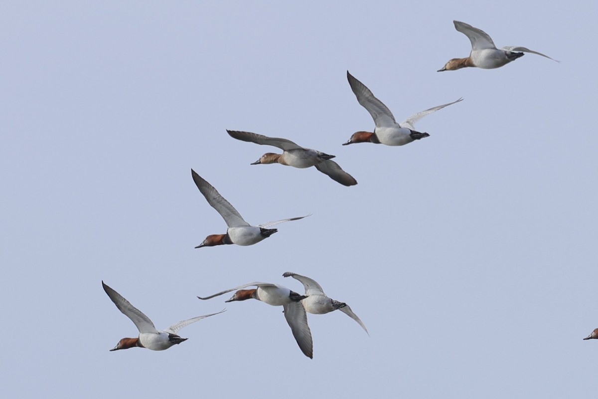 Canvasback - ML650218506