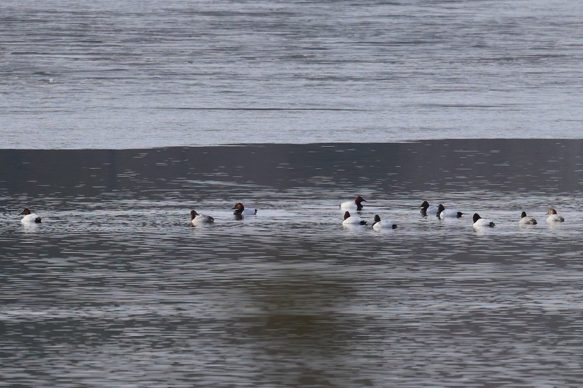 Canvasback - ML650218546