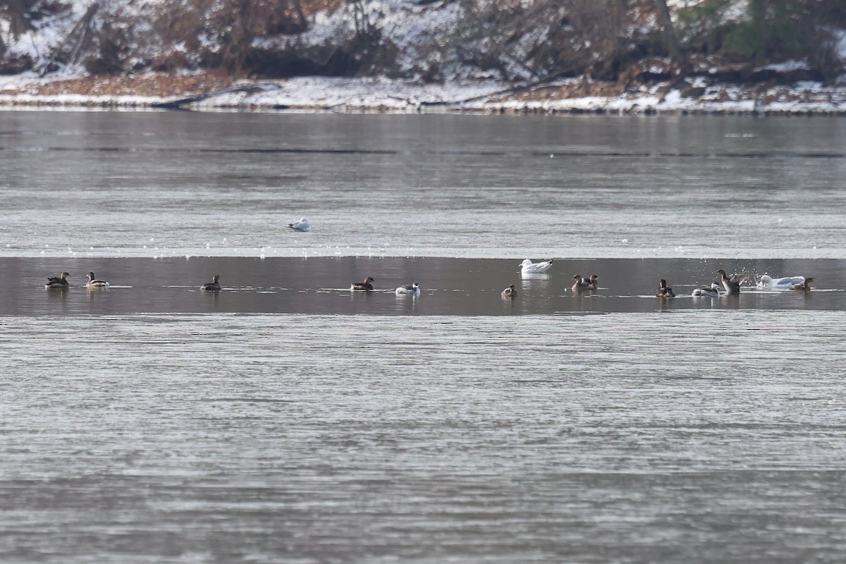 Pied-billed Grebe - ML650218611