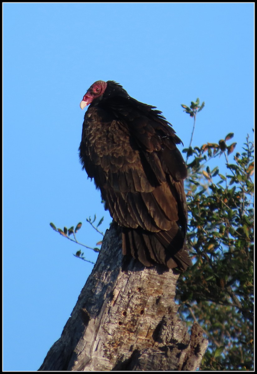 California Bird Atlas Checklist - 3 Feb 2026 - Casper's Wilderness Park ...