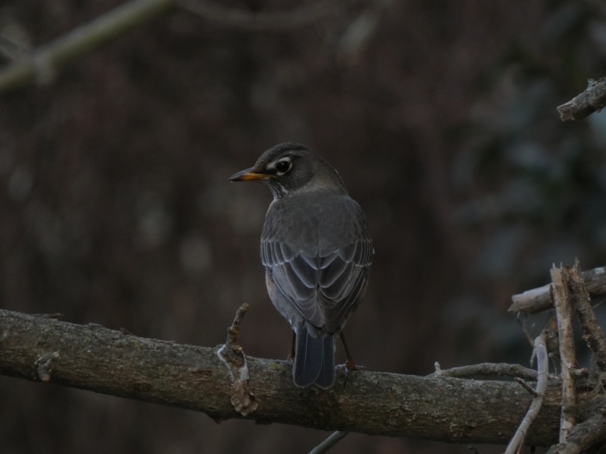 Странствующий дрозд - ML650219336