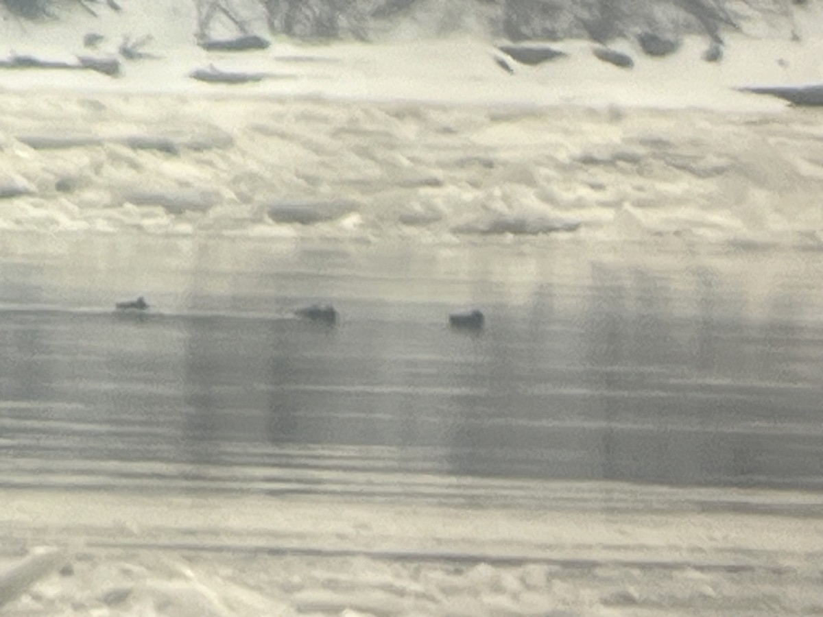 eBird Checklist - 3 Feb 2026 - Fox Point State Park - 20 species (+1 ...