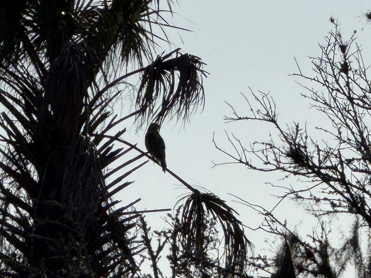 tanımsız Buteo sp. - ML650219987
