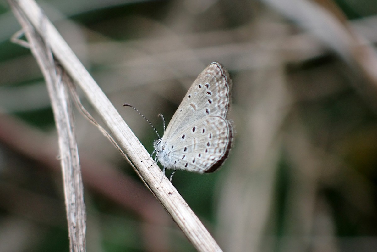 Tiny Grass Blue - ML650220135