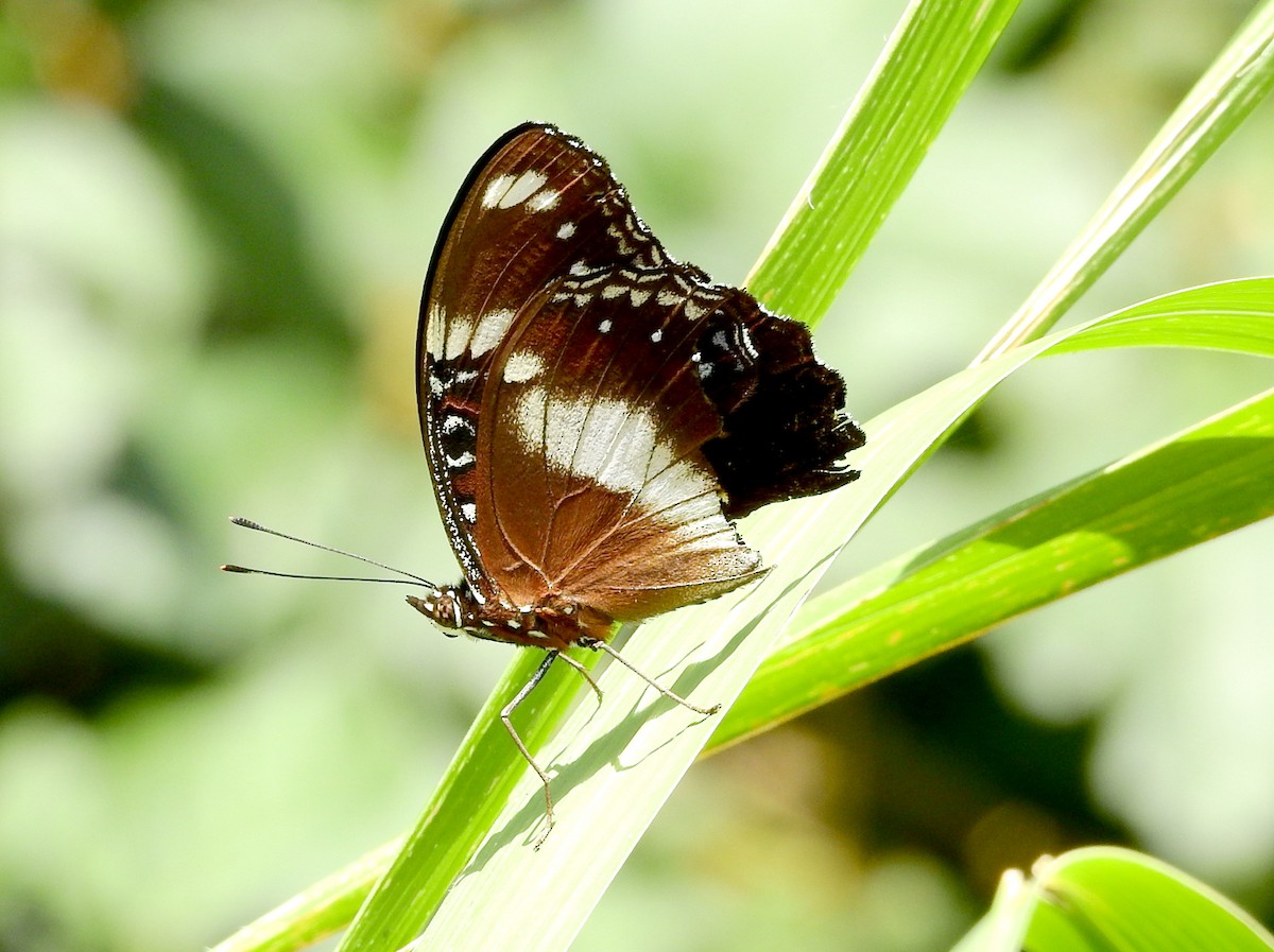 Great Eggfly - ML650220139