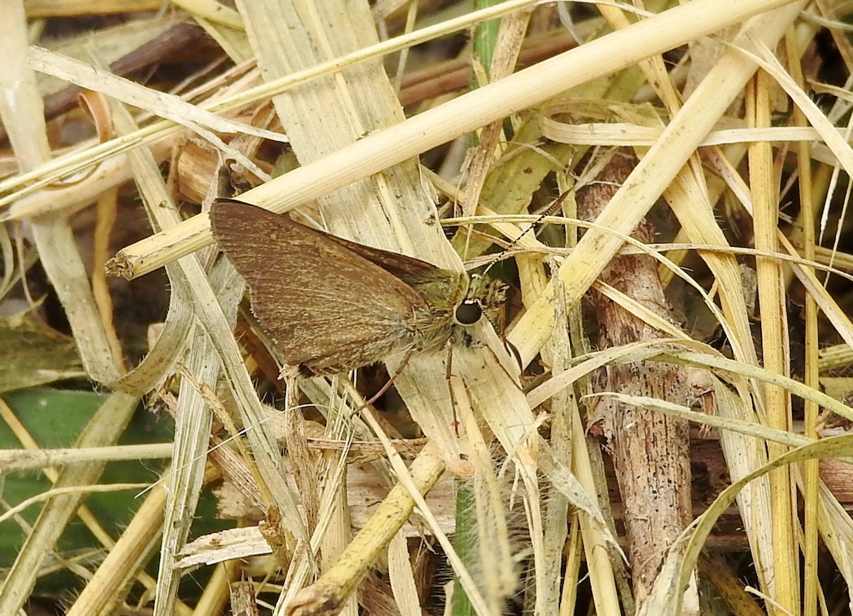 Large Dingy Skipper - ML650220328