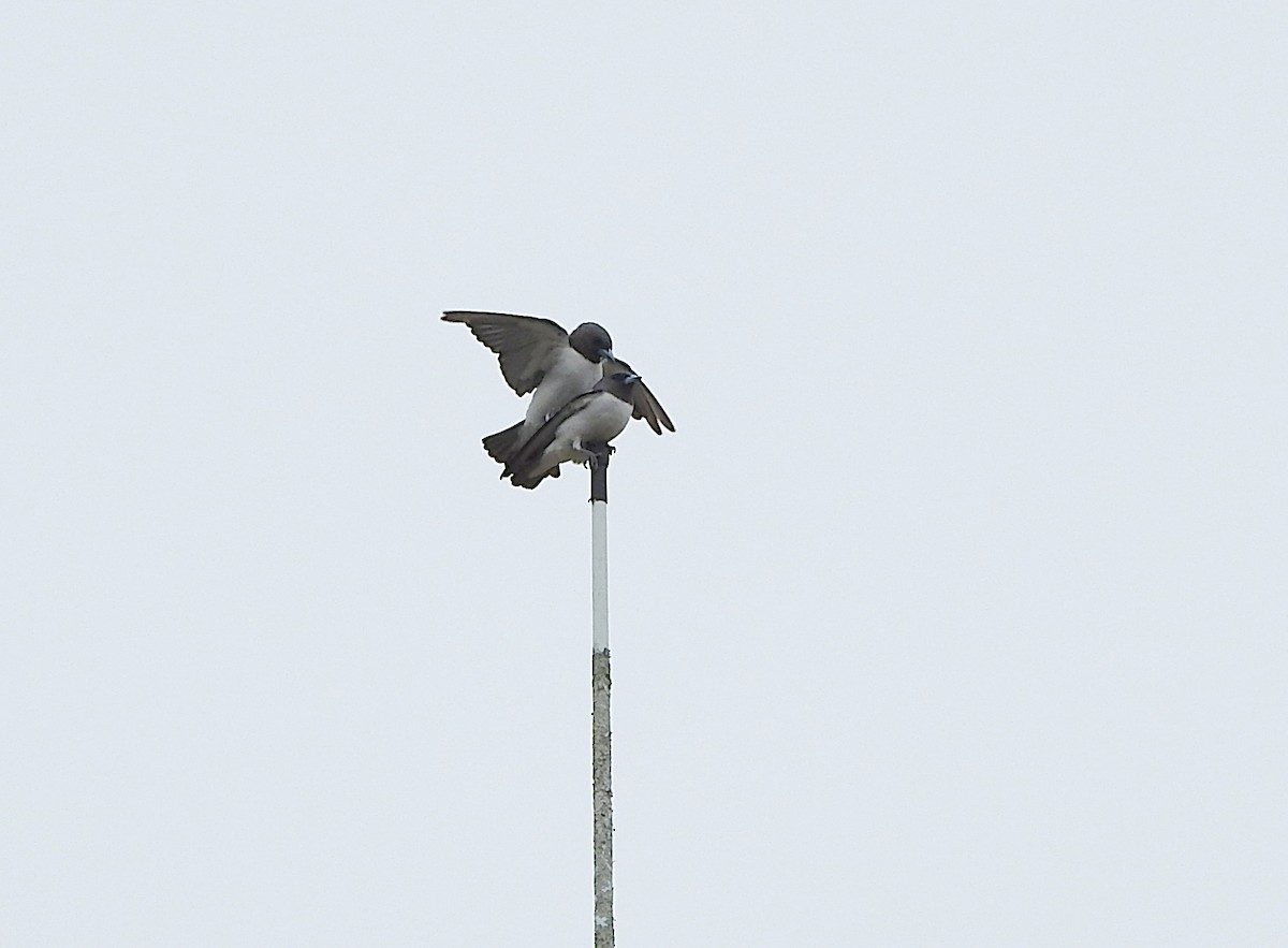 White-breasted Woodswallow - ML650220649