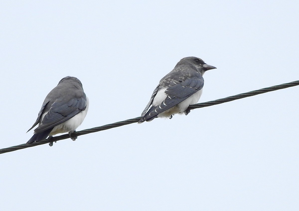 White-breasted Woodswallow - ML650220668