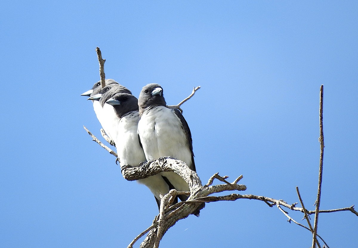 White-breasted Woodswallow - ML650220673