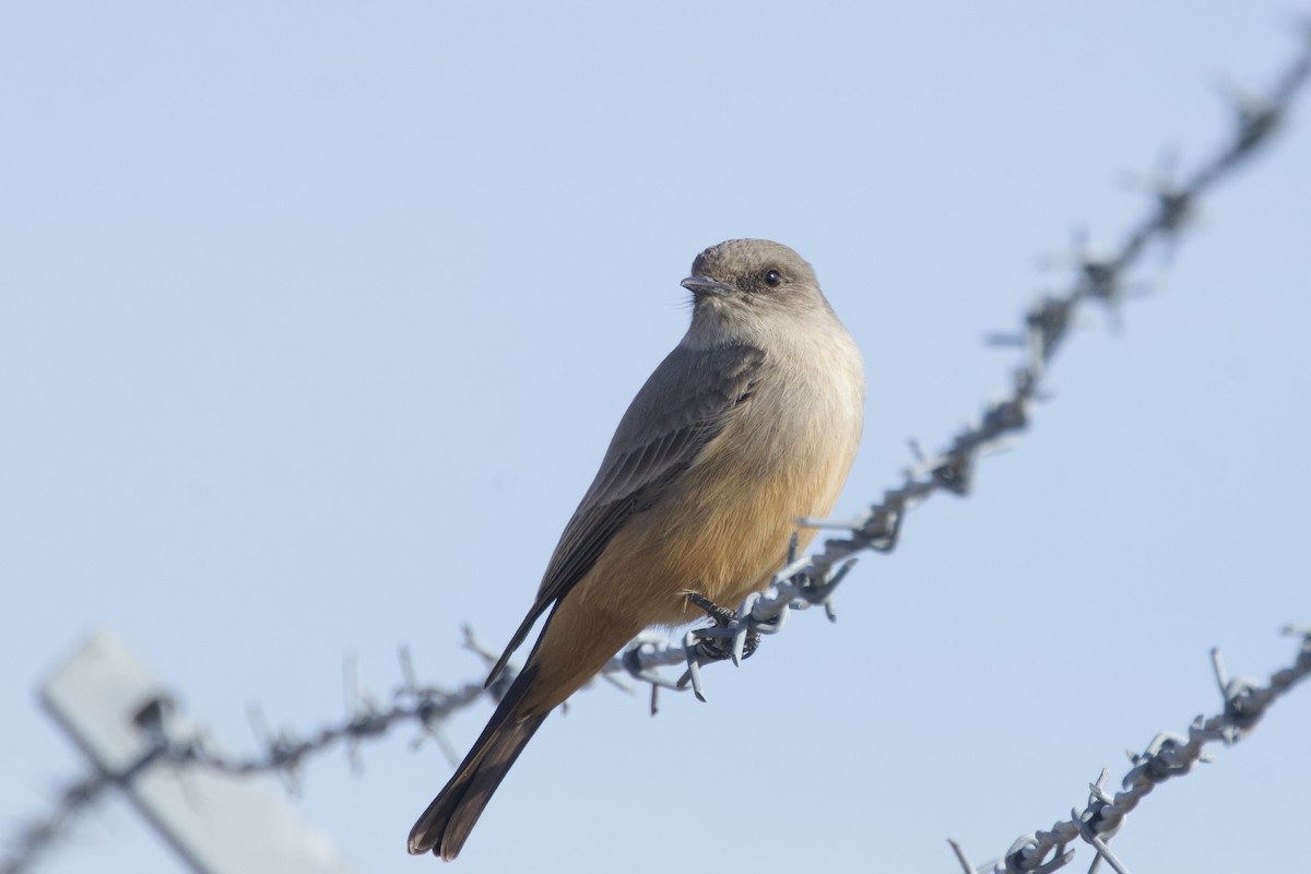 Say's Phoebe - ML650220782