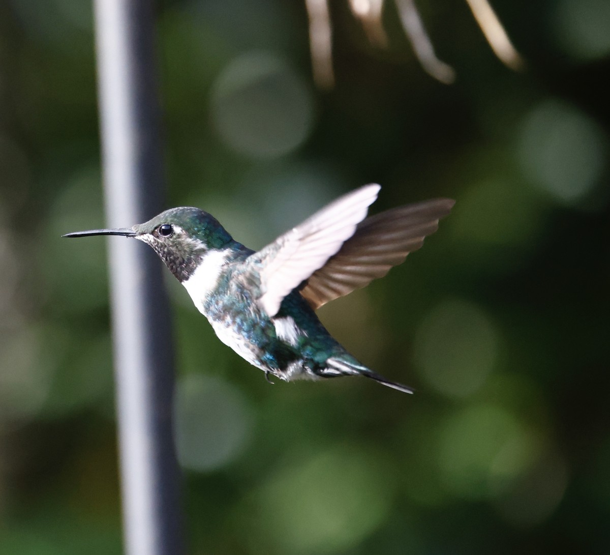 White-bellied Woodstar - ML650220801