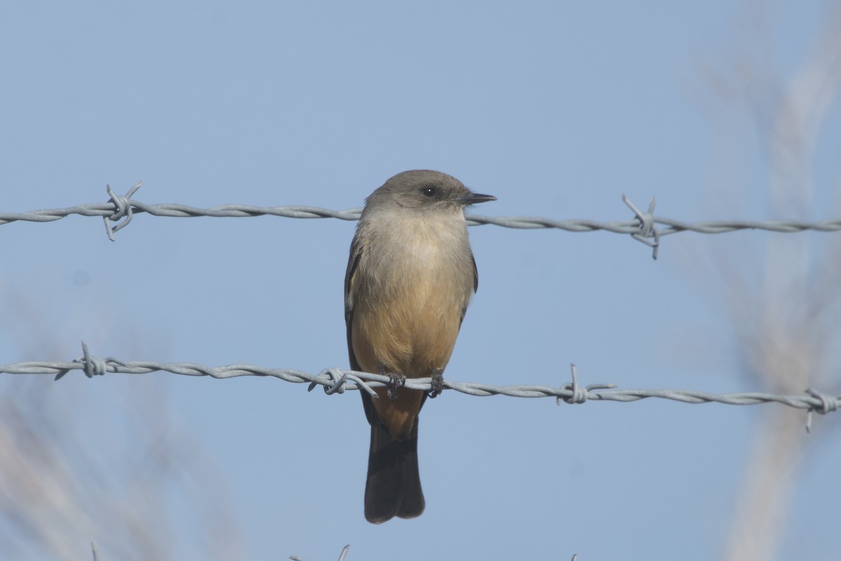 Say's Phoebe - ML650220804