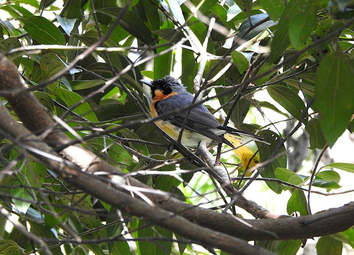 Australian Spectacled Monarch - ML650220908