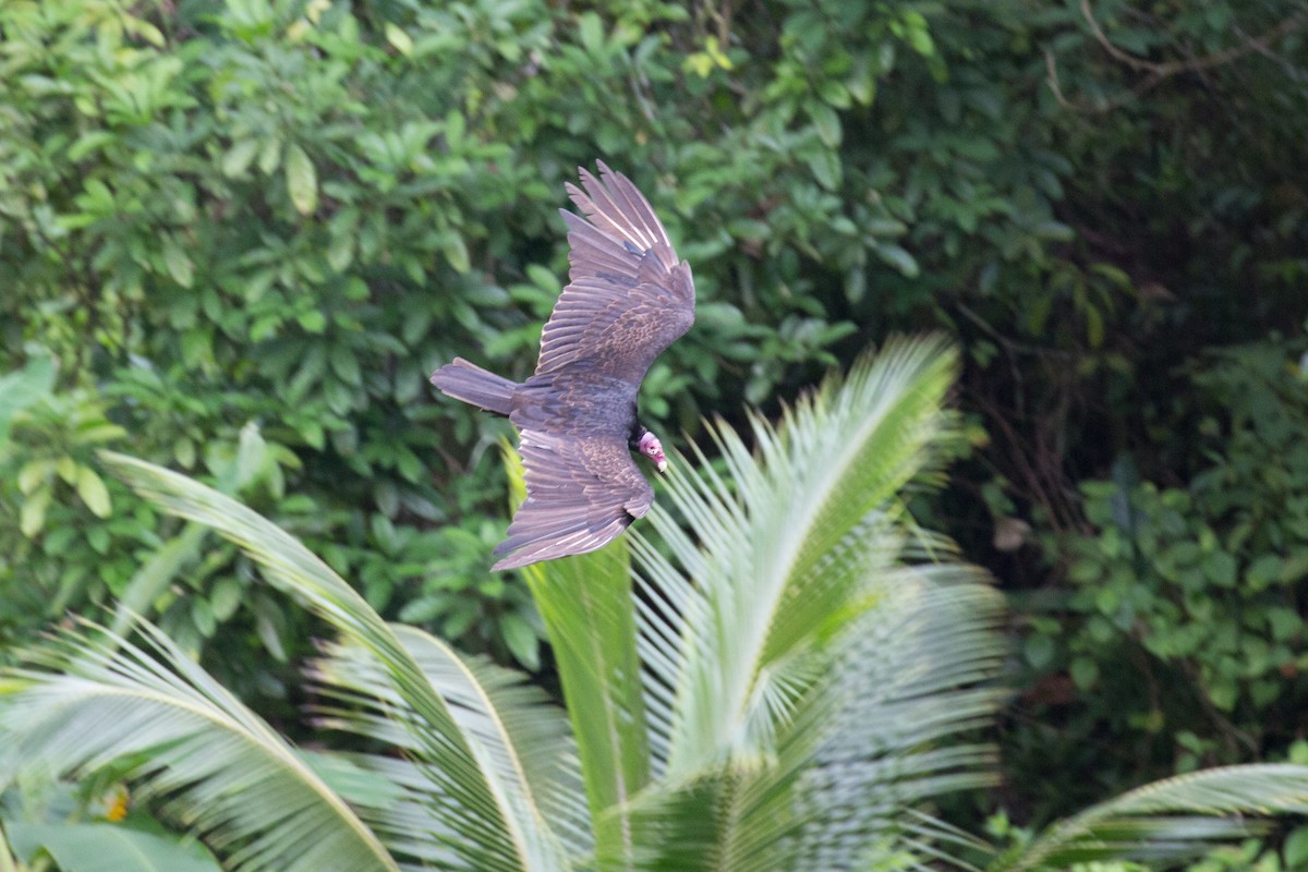 Turkey Vulture - ML65022091