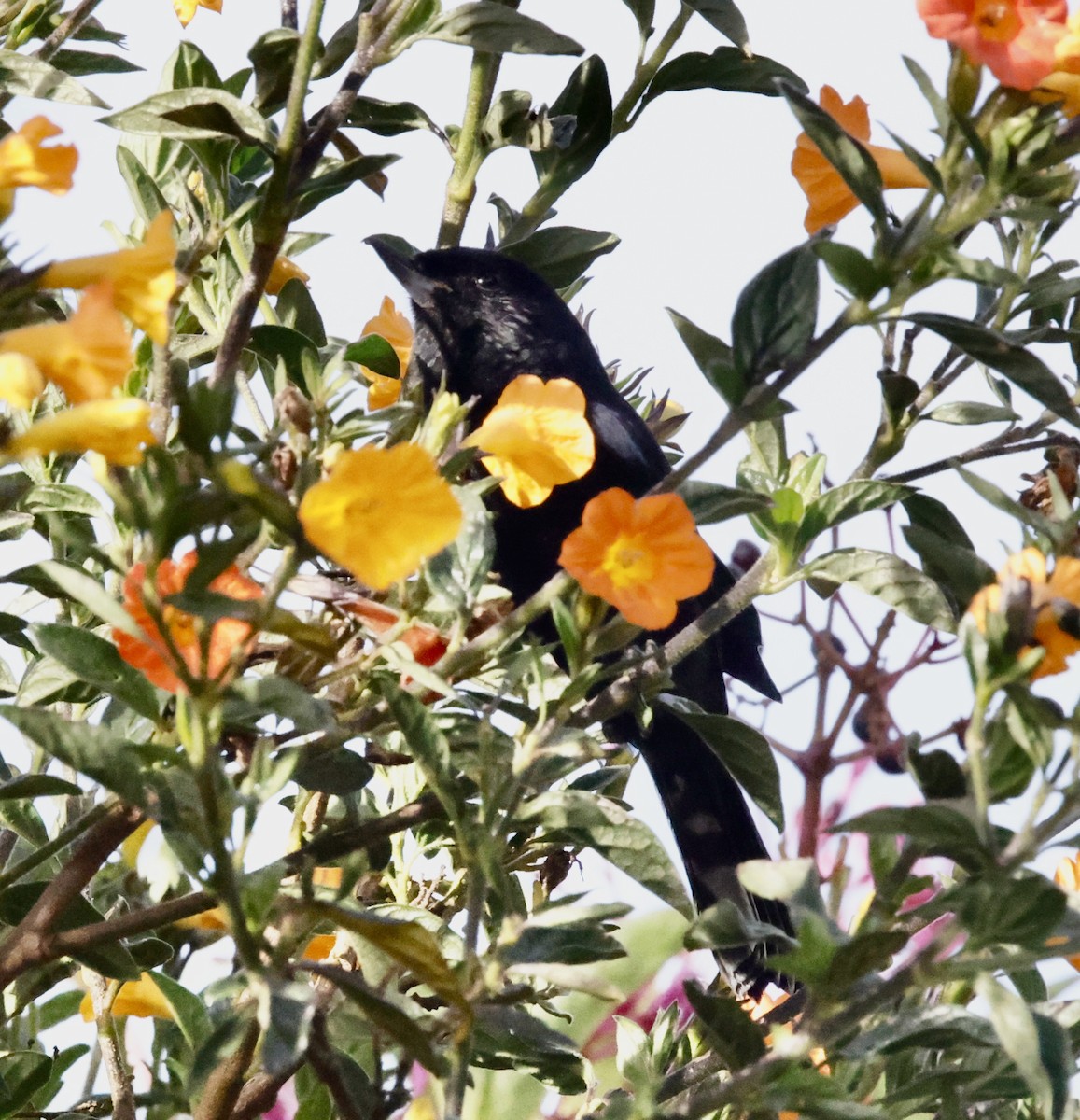 Black Flowerpiercer - ML650221165