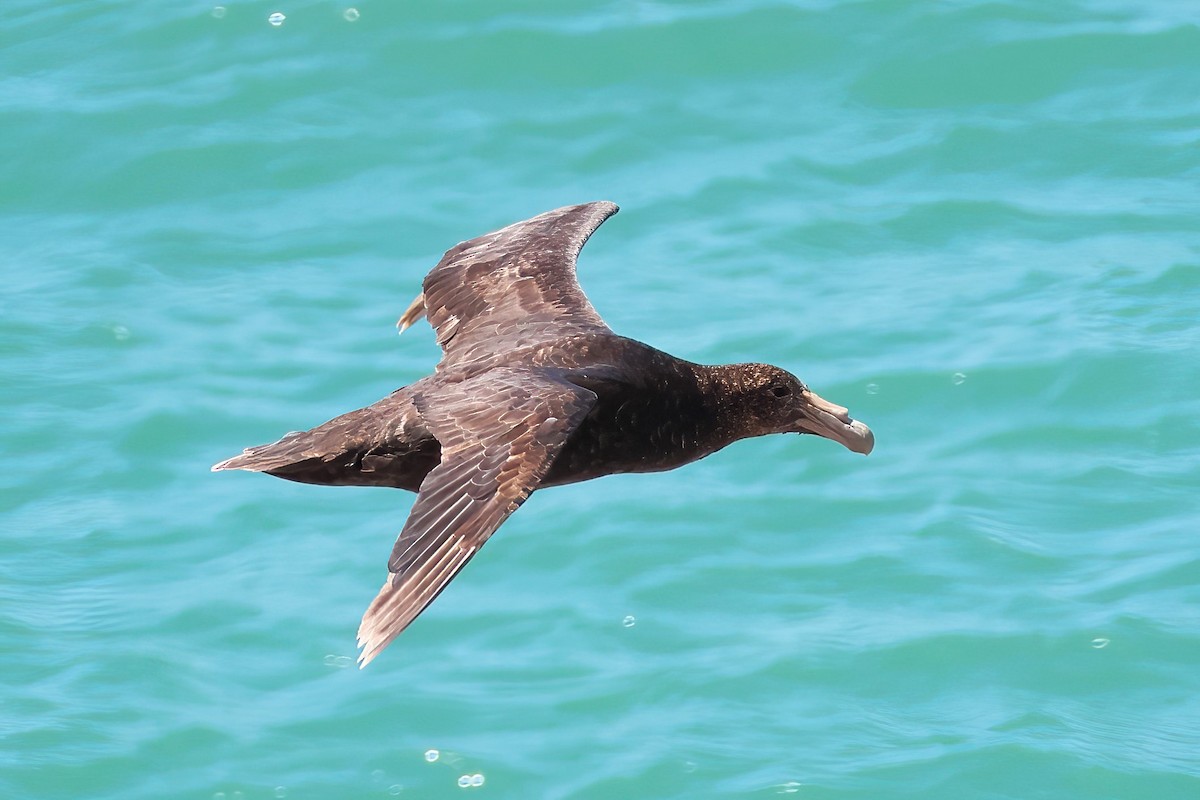Southern Giant-Petrel - ML650221395