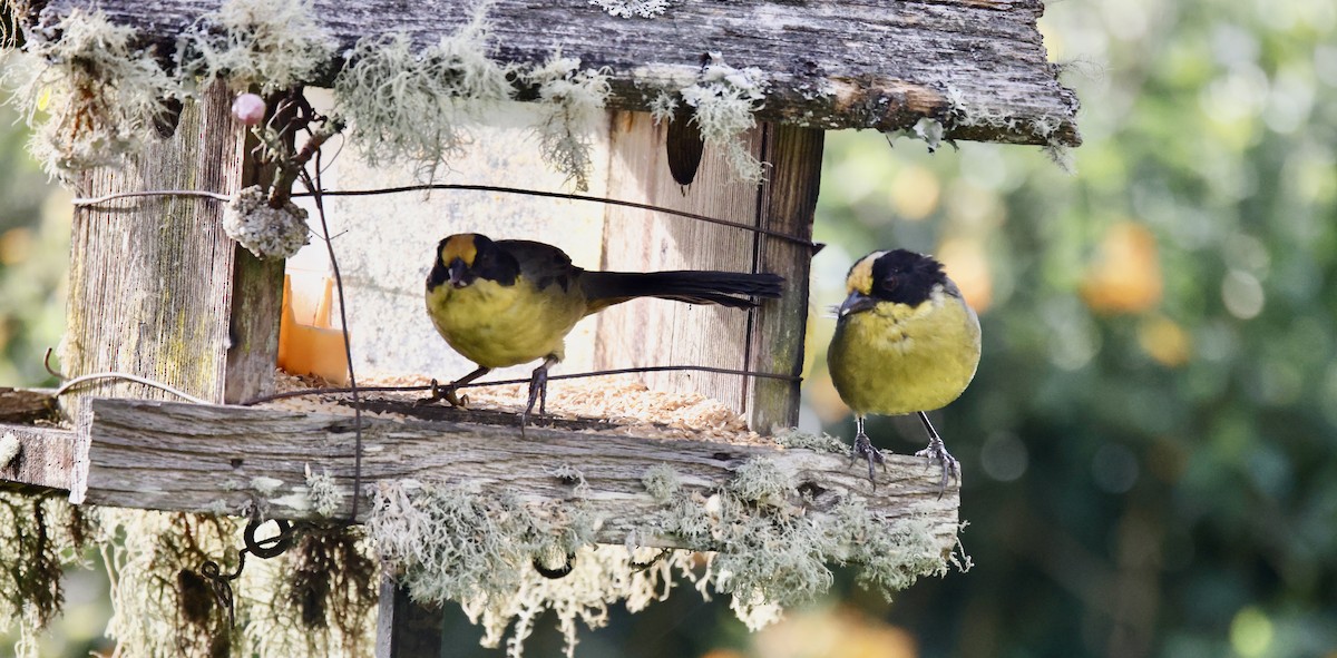 Pale-naped Brushfinch - ML650222243