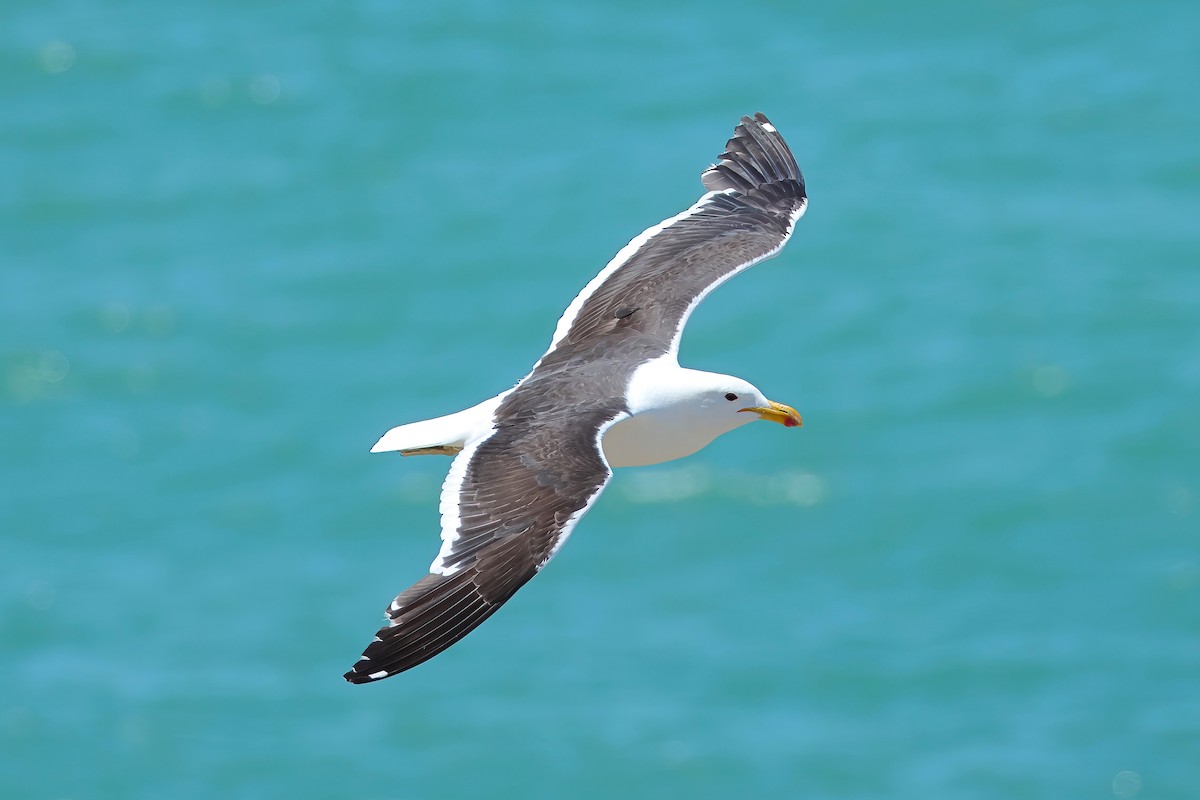 Kelp Gull - ML650222497