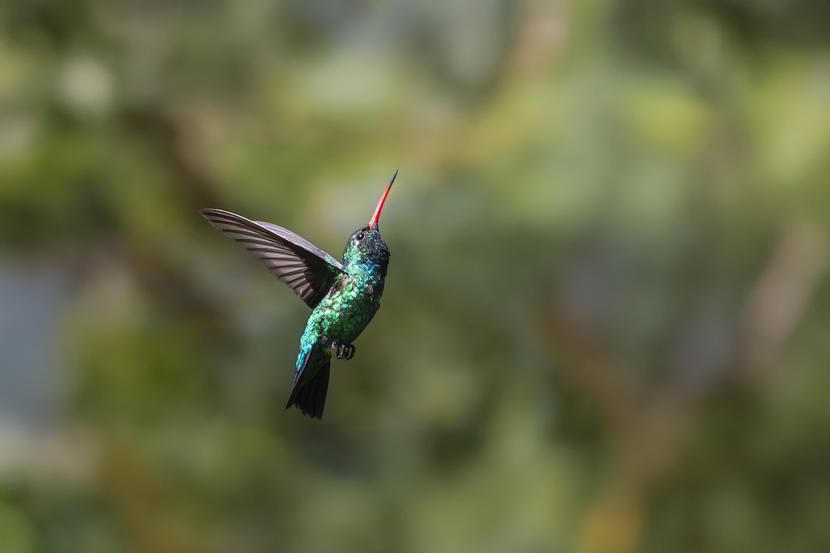 アオムネヒメエメラルドハチドリ - ML650223006