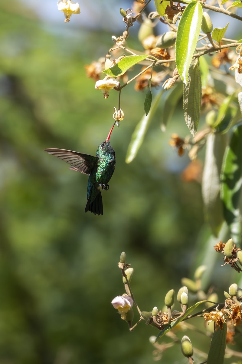 アオムネヒメエメラルドハチドリ - ML650223007