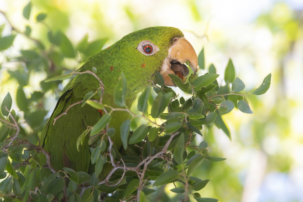 メジロメキシコインコ - ML650223021