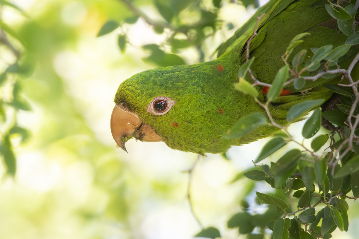 メジロメキシコインコ - ML650223022
