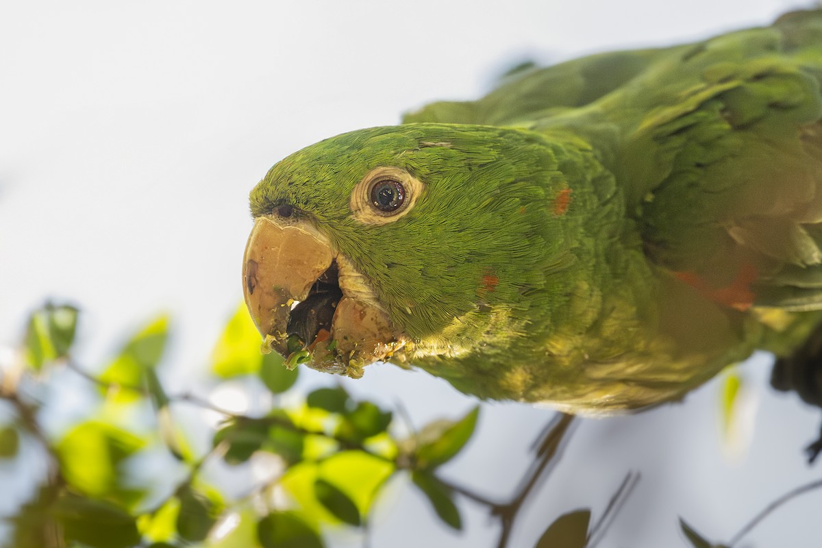 メジロメキシコインコ - ML650223023