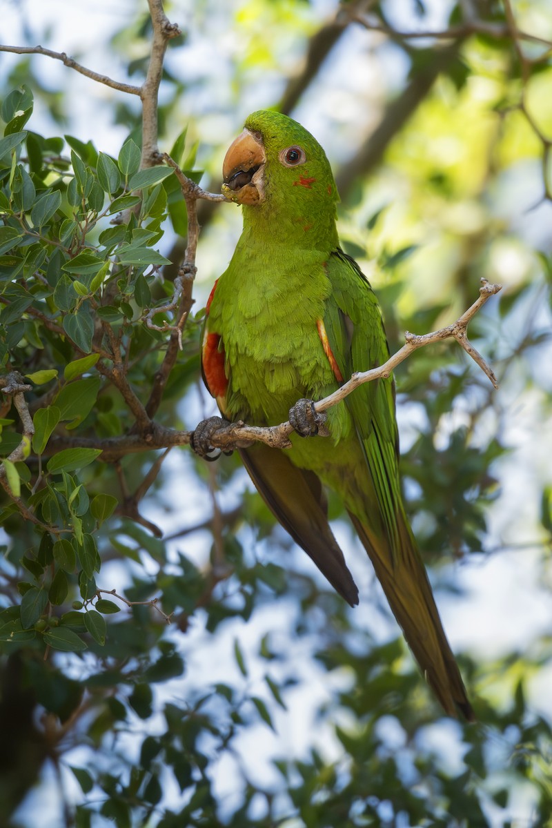 メジロメキシコインコ - ML650223024