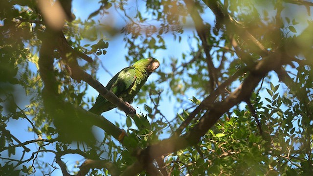 メジロメキシコインコ - ML650223063