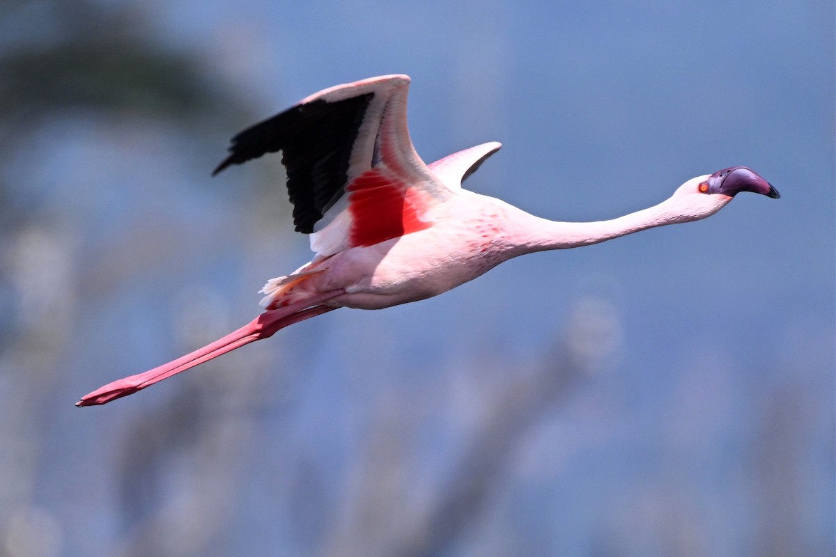 plameňák malý - ML650223246