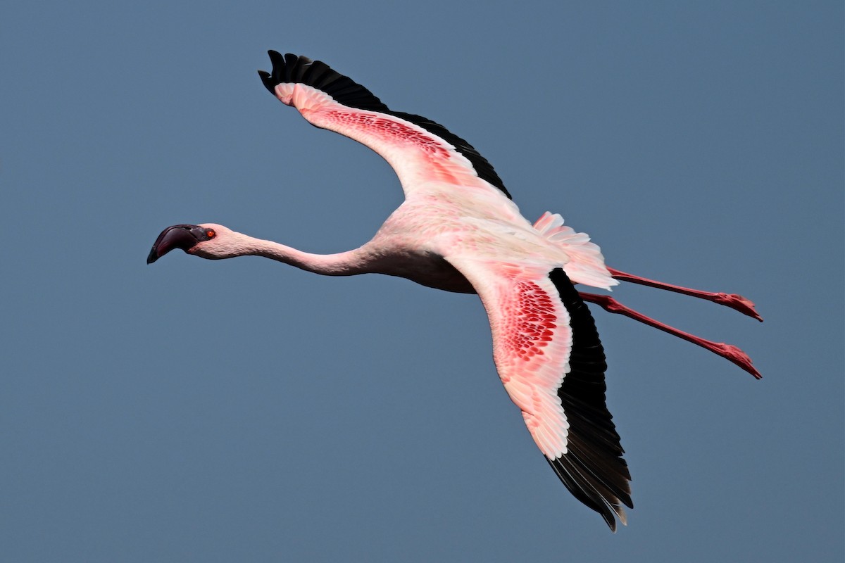 plameňák malý - ML650223248