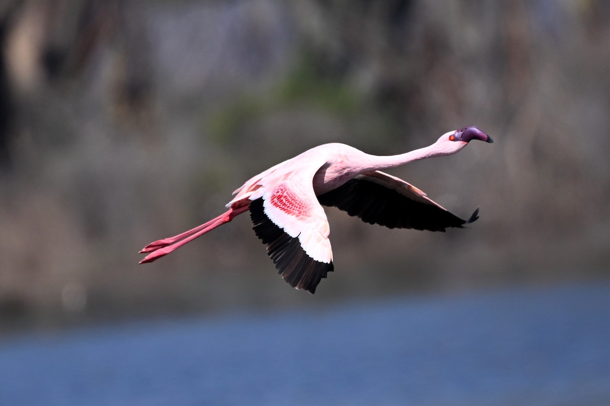 plameňák malý - ML650223250