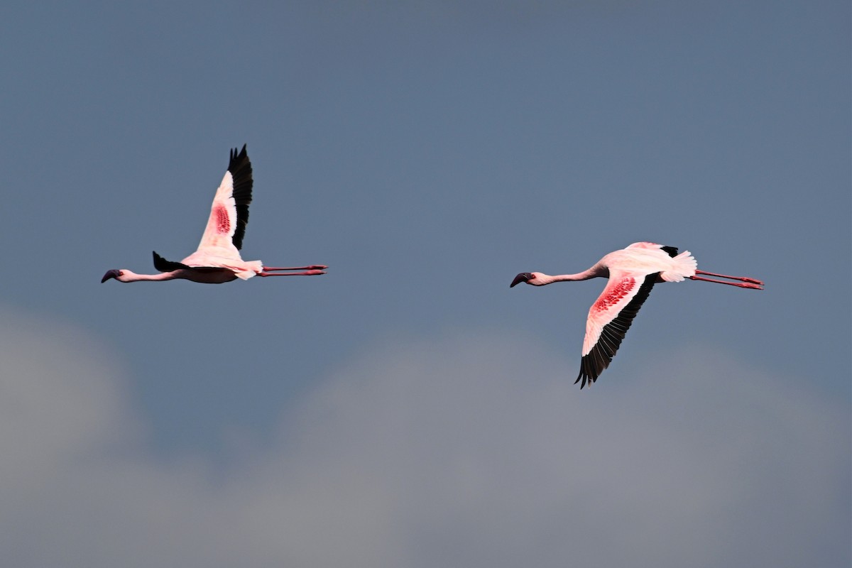 plameňák malý - ML650223251