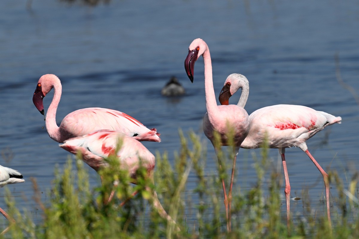 plameňák malý - ML650223258