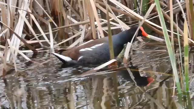 Common Gallinule - ML650223290
