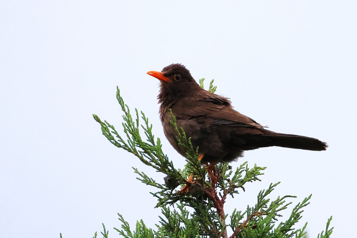 Chiguanco Thrush - ML650224250