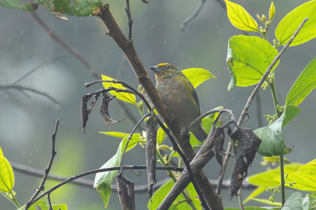 Eufonia Ventrinaranja - ML650224272