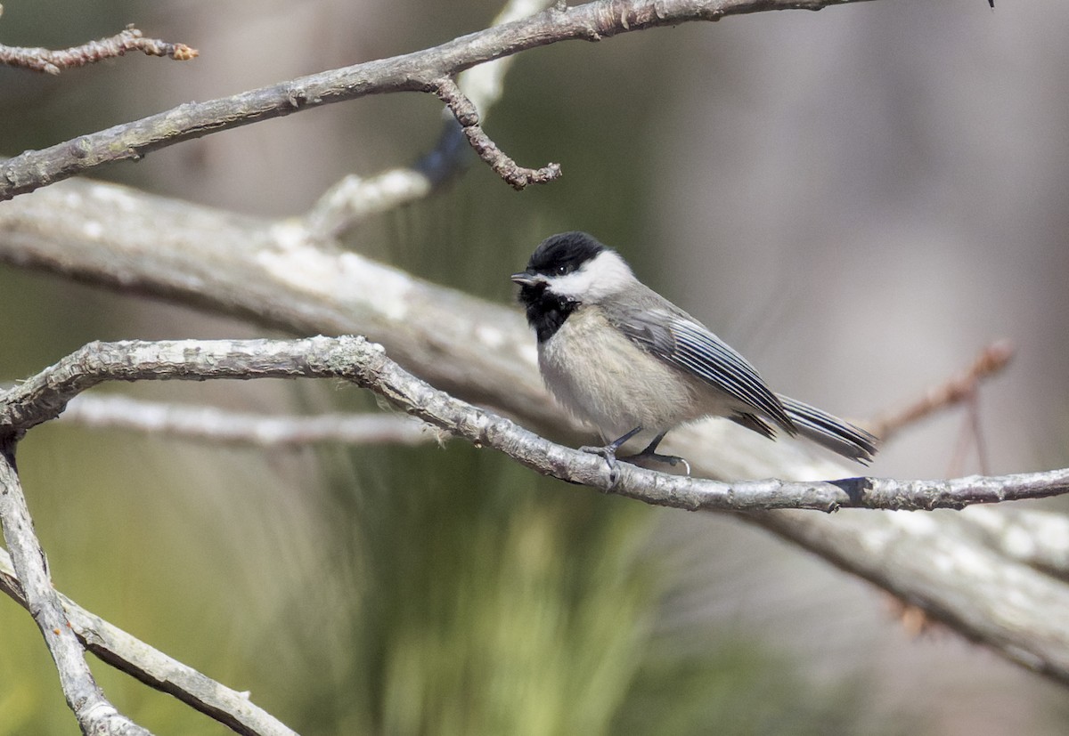 Каролинская гаичка - ML650224357