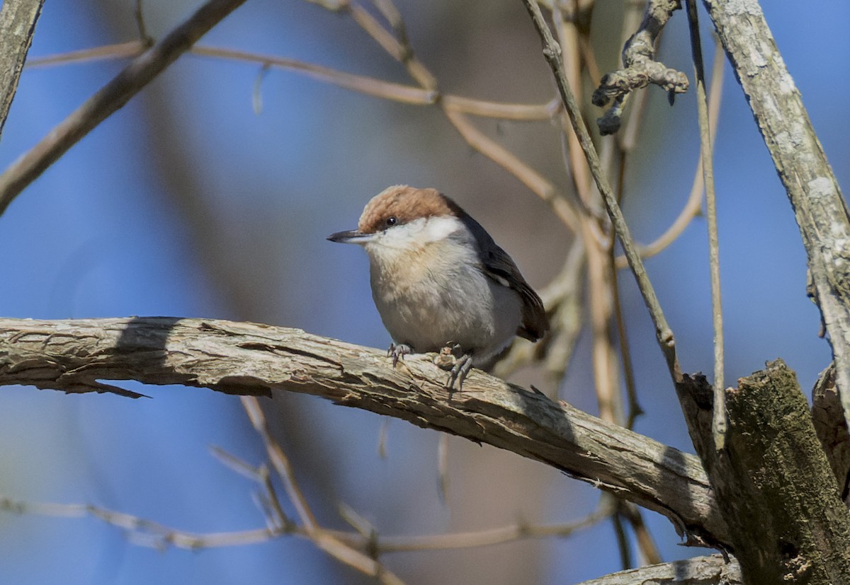 Буроголовый поползень - ML650224384