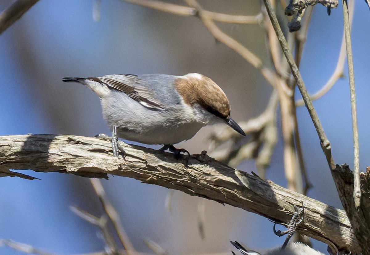 Буроголовый поползень - ML650224385