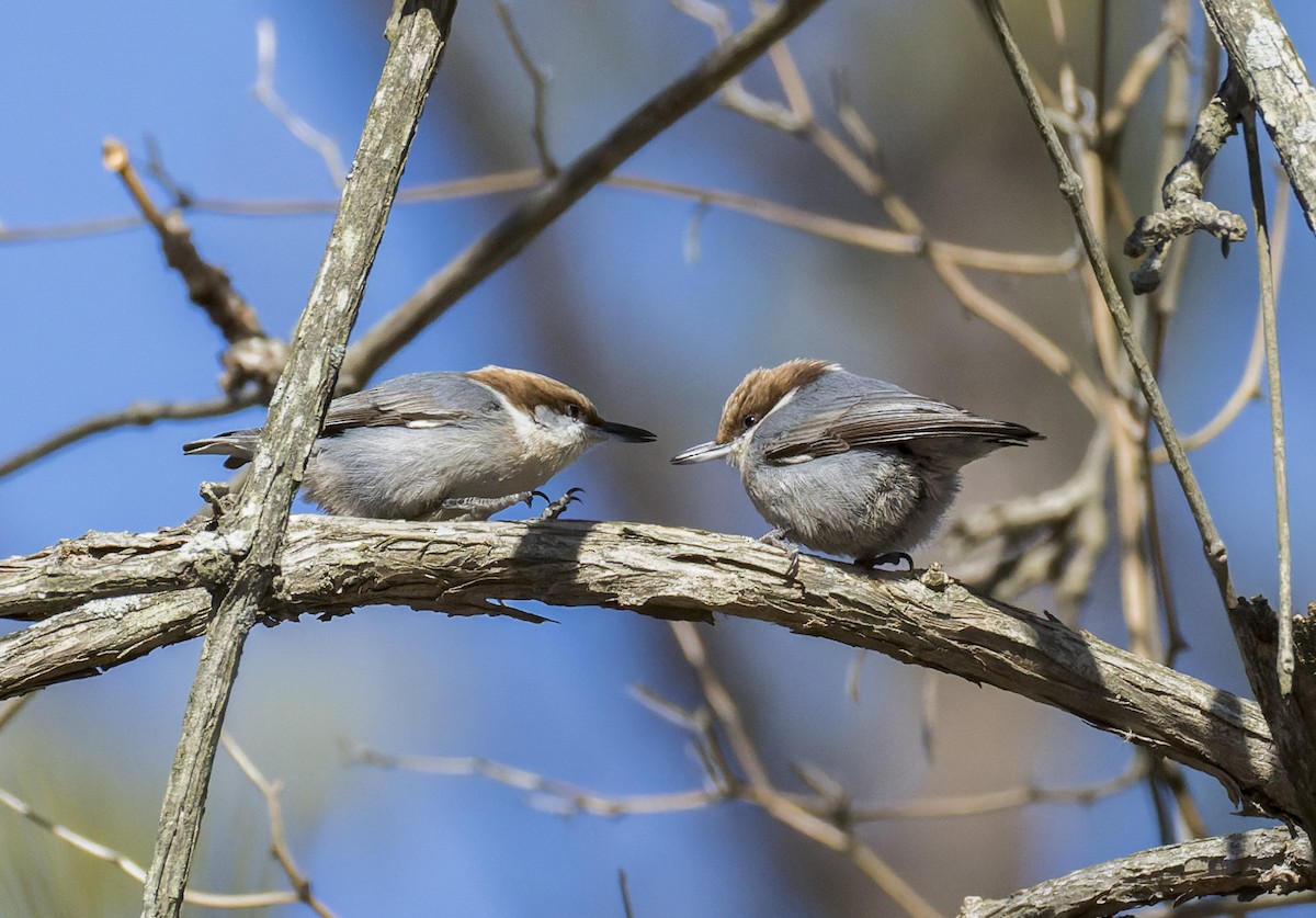 Буроголовый поползень - ML650224386