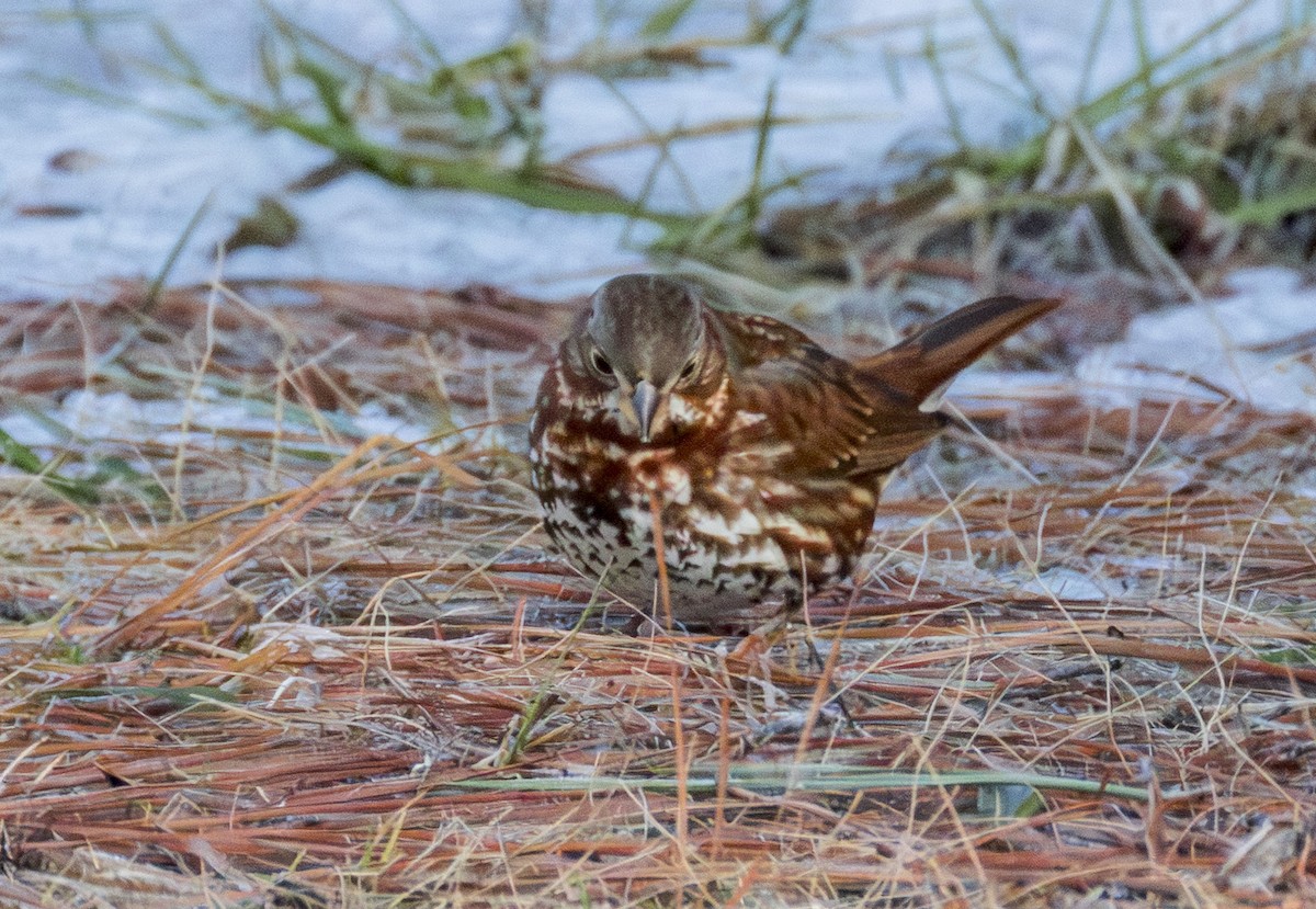Пестрогрудая овсянка - ML650224407