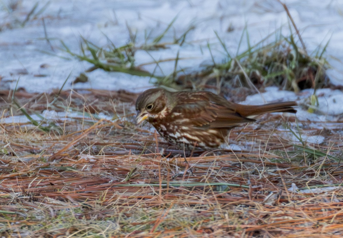 Пестрогрудая овсянка - ML650224408