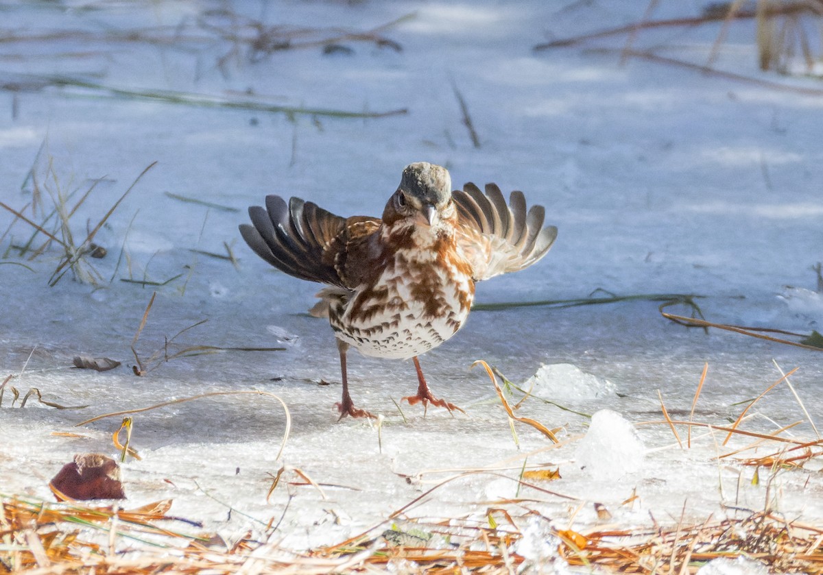 Пестрогрудая овсянка - ML650224477