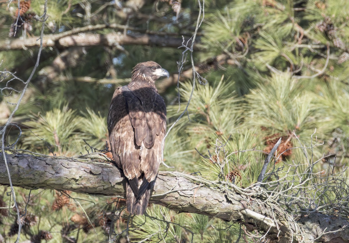 Белоголовый орлан - ML650224505