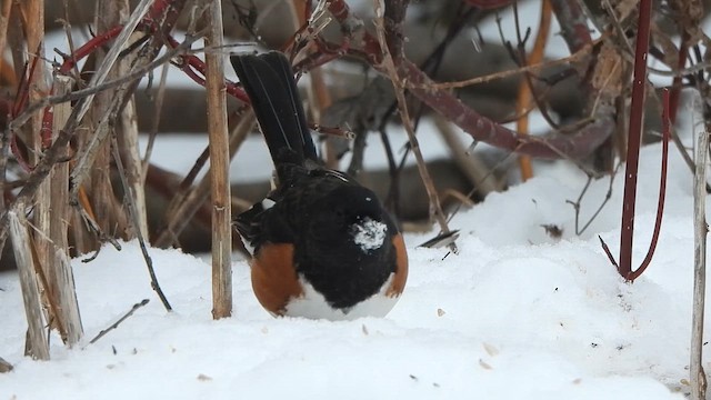 Eastern Towhee - ML650224938