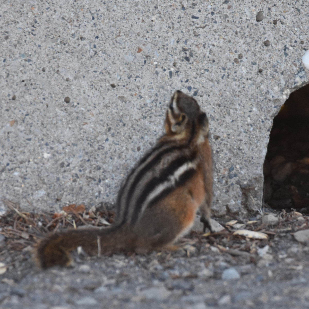 Сосновый бурундук - ML650225760