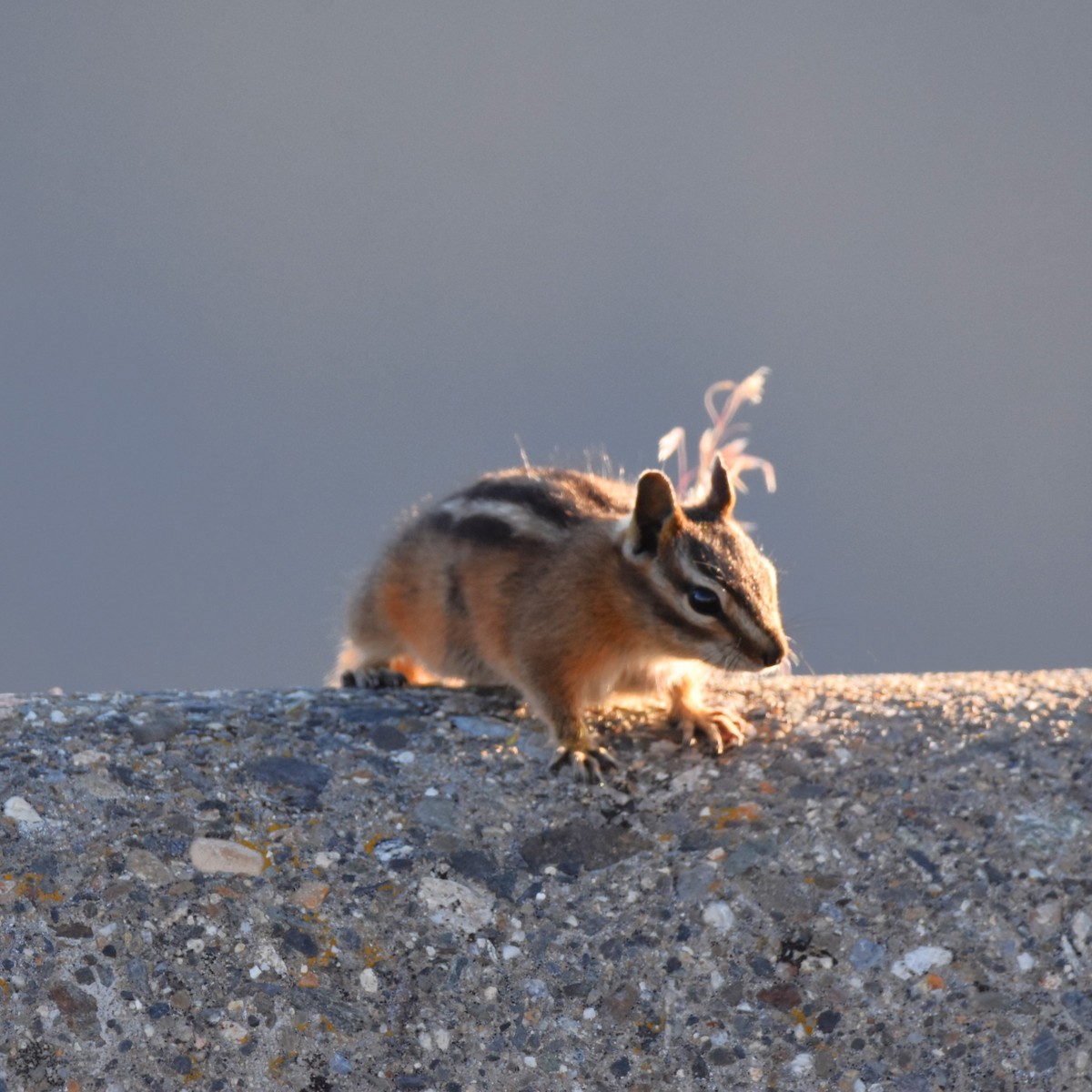 Сосновый бурундук - ML650225761