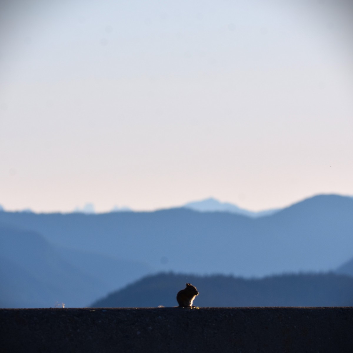 Сосновый бурундук - ML650225762