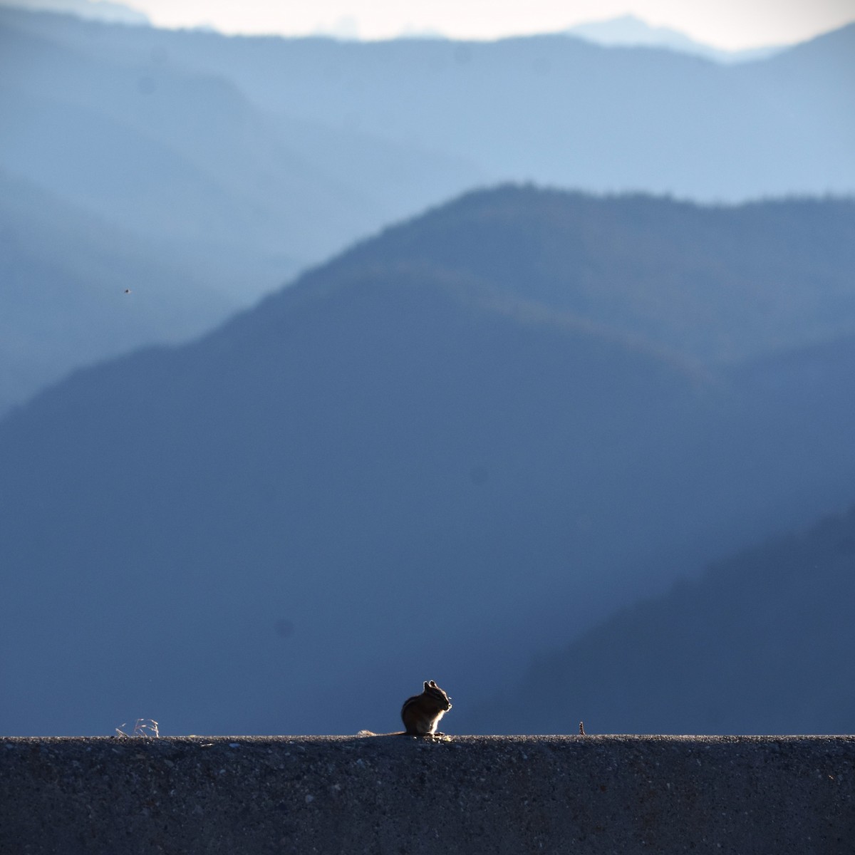 Сосновый бурундук - ML650225763